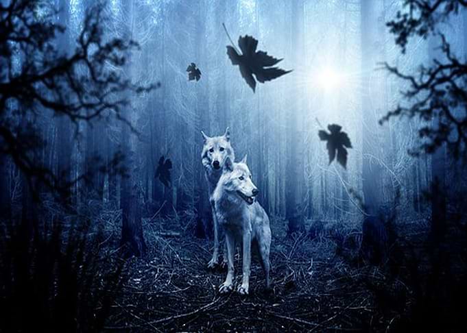 Wolves at aurora
