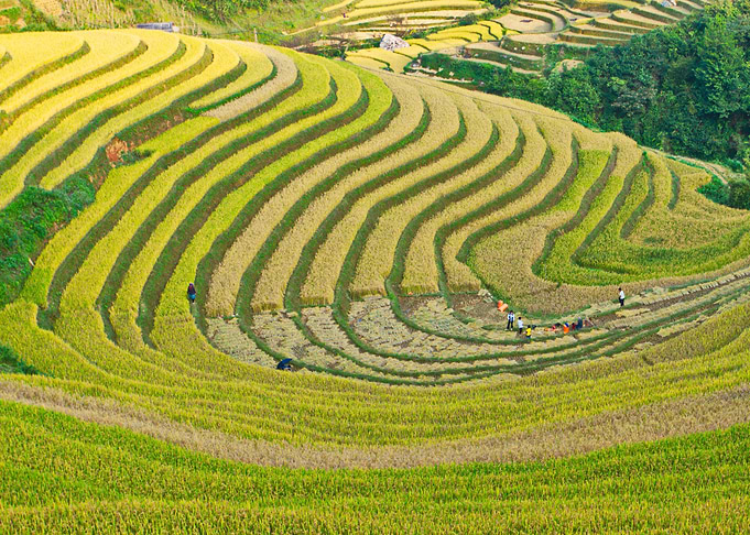 Valley of ripen rice