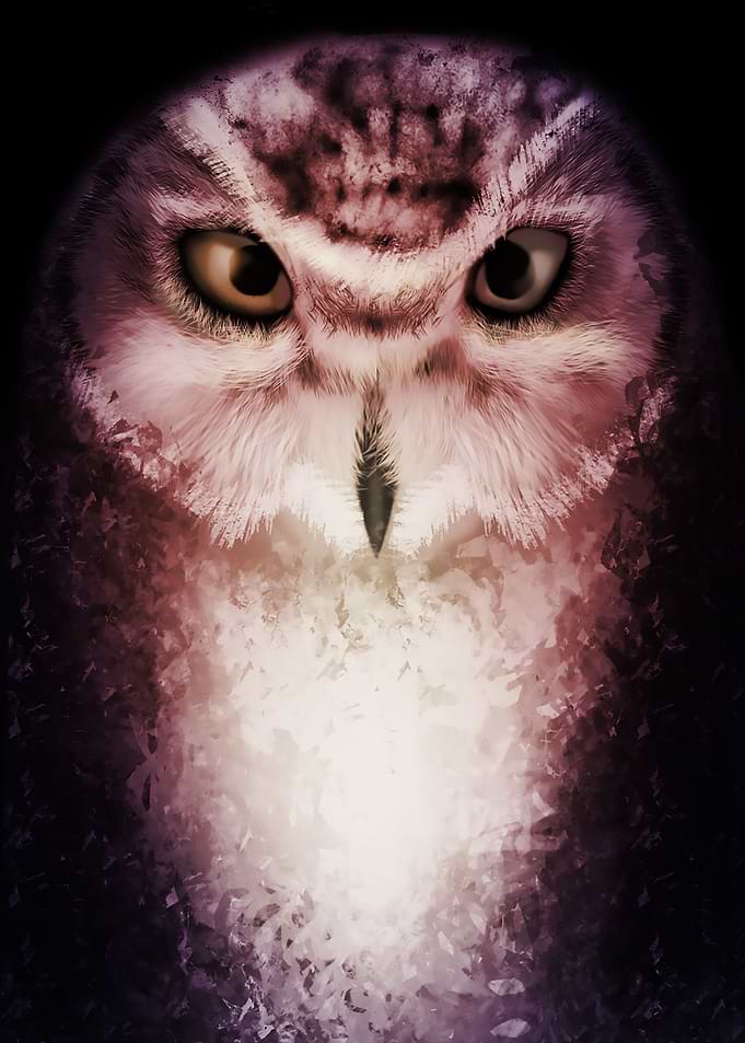 Owl facing light