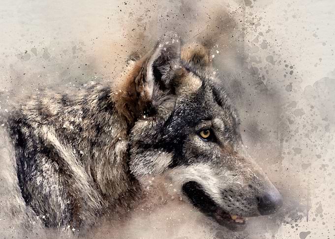 Wolf 2