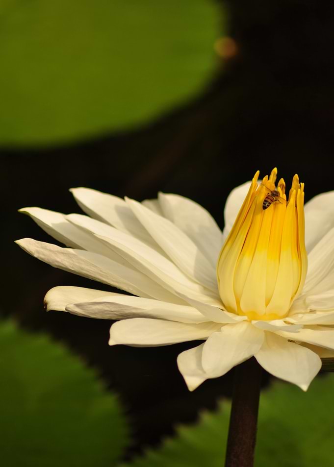 Bee on water lily