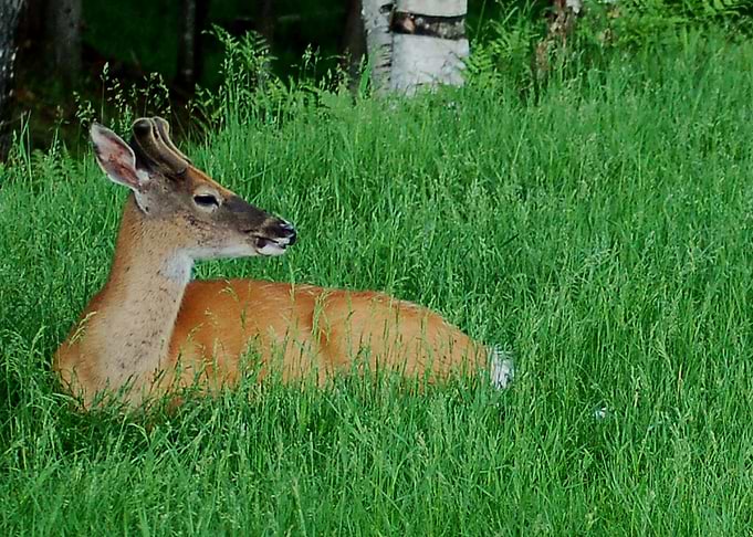 Deer