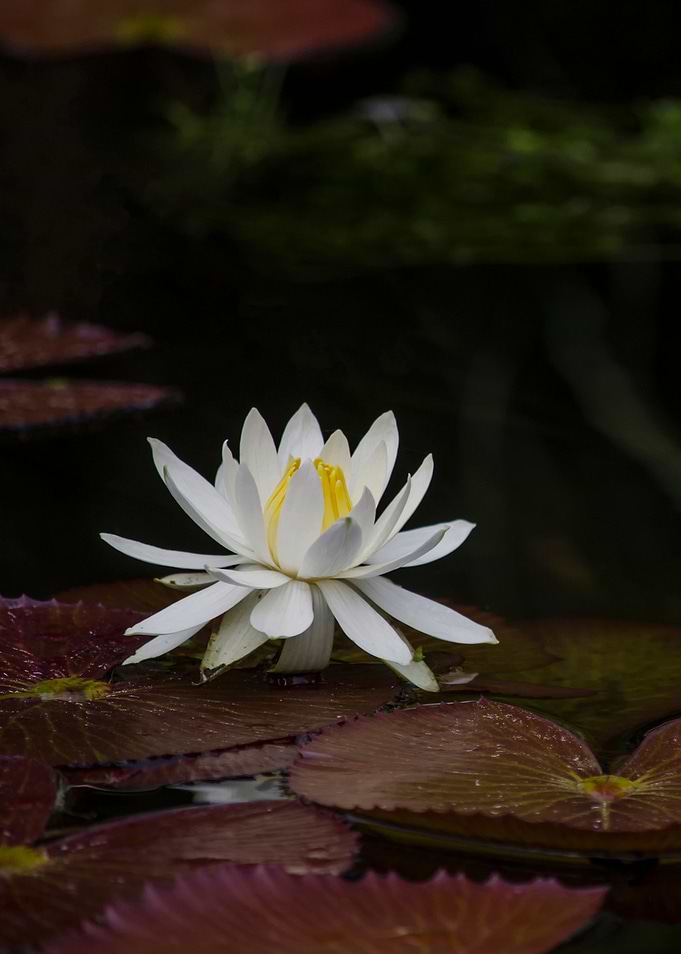 Water Lily 1