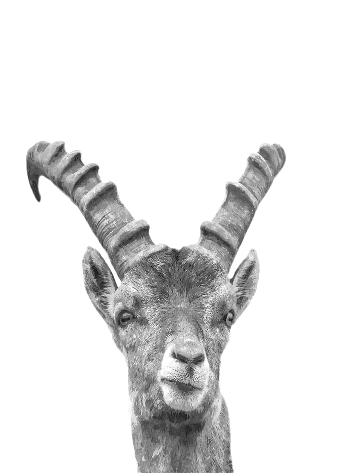 Black and White Capricorn