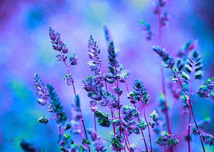 Blue Grass