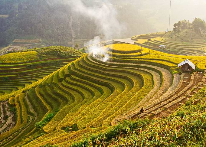 Ripen rice terraces