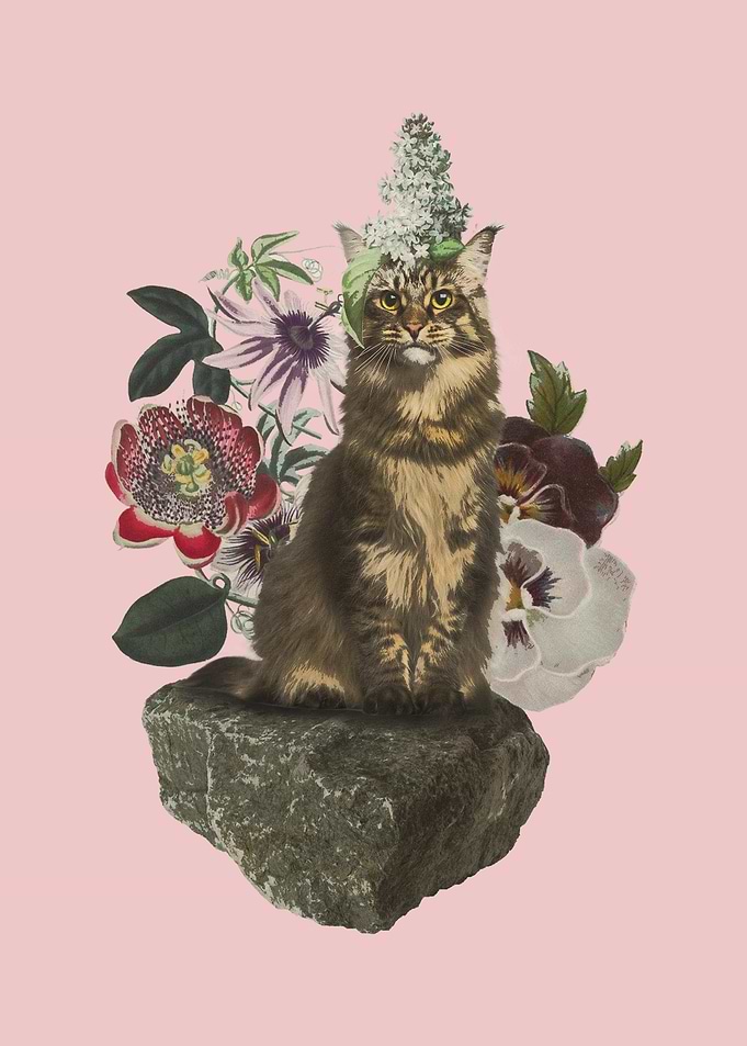 Flower Cat
