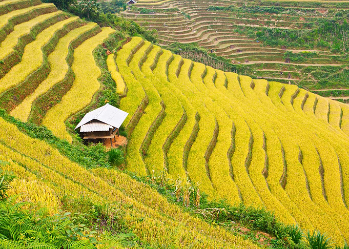 Very nice rice terraces