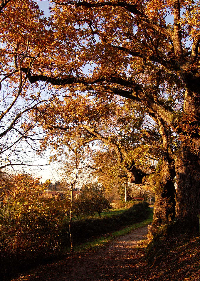 Autumn