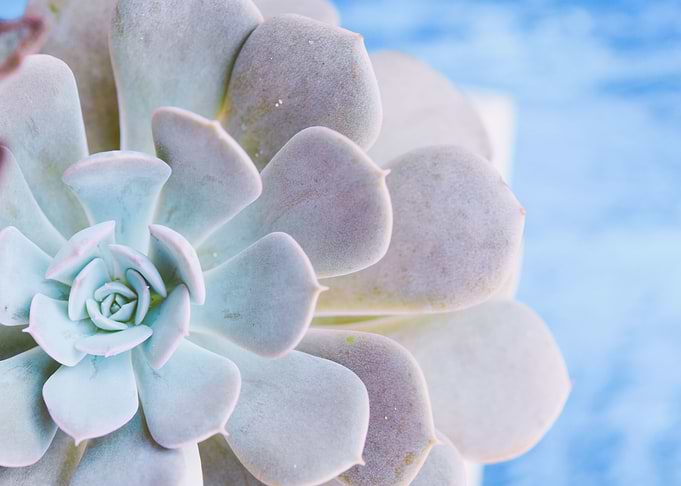 Echeveria