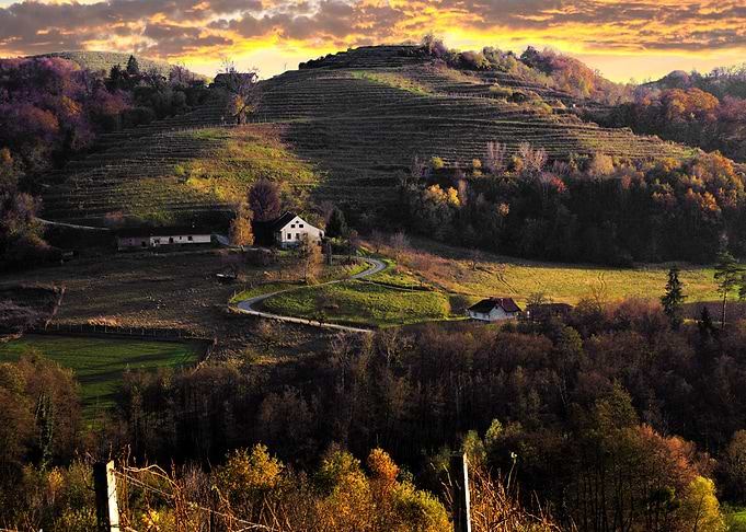 Vineyard At Sunset