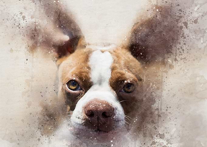 Buldog
