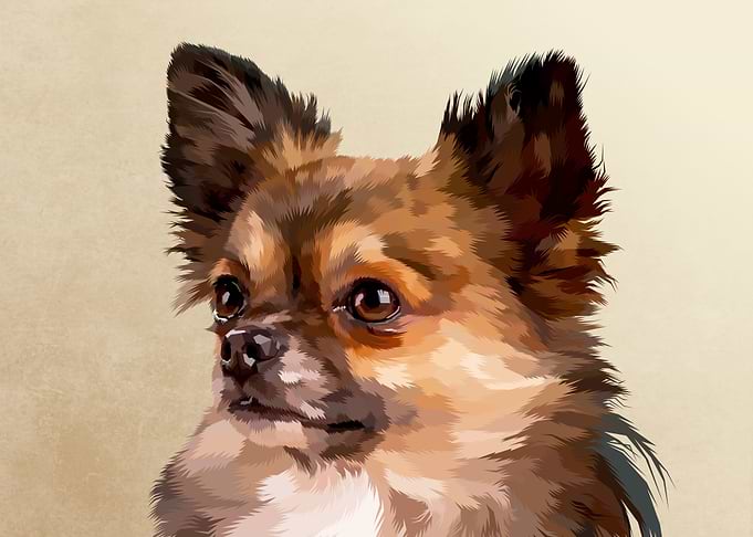 chihuahua dog