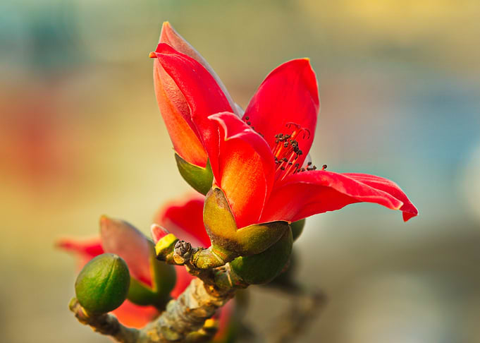 Bombax in Spring