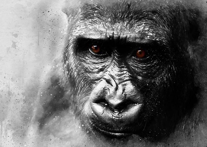 Gorilla