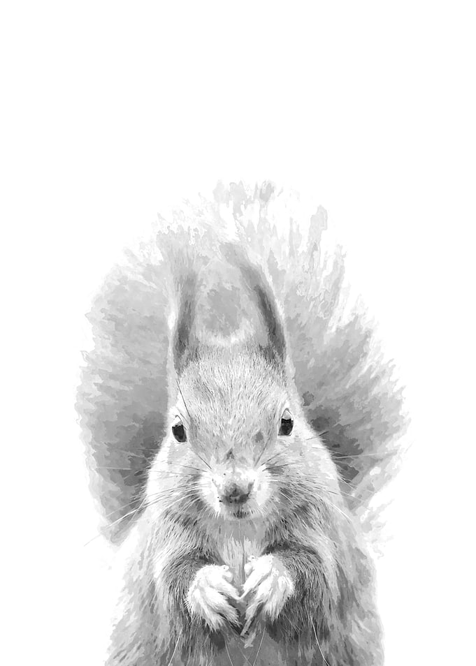 Black and White Squirrel