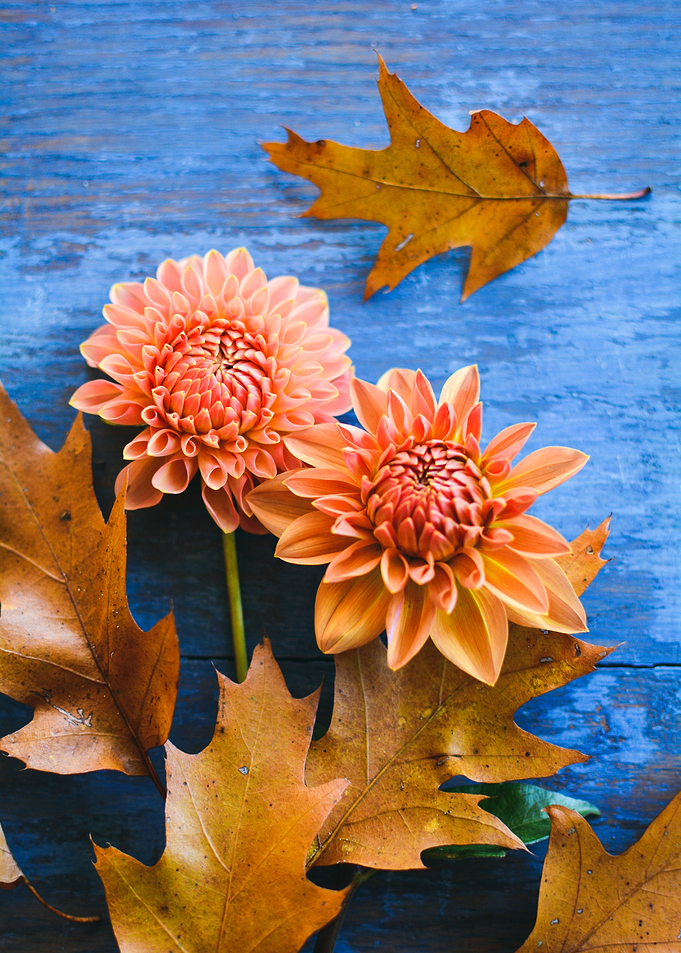 Autumn Botanical