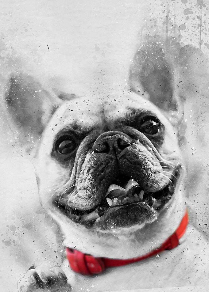 Mops