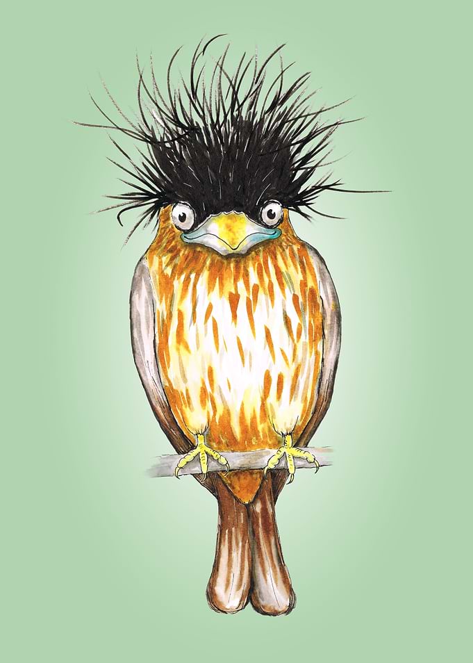 Brahminy starling