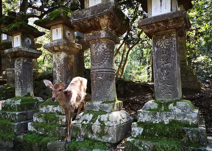 Nara Deer