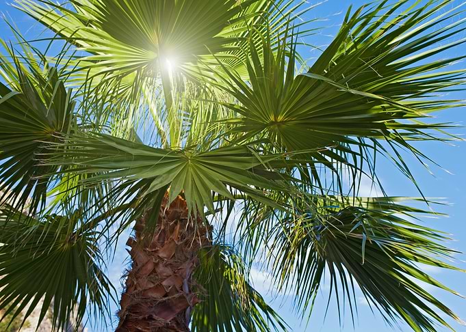 Sun rays through the palm