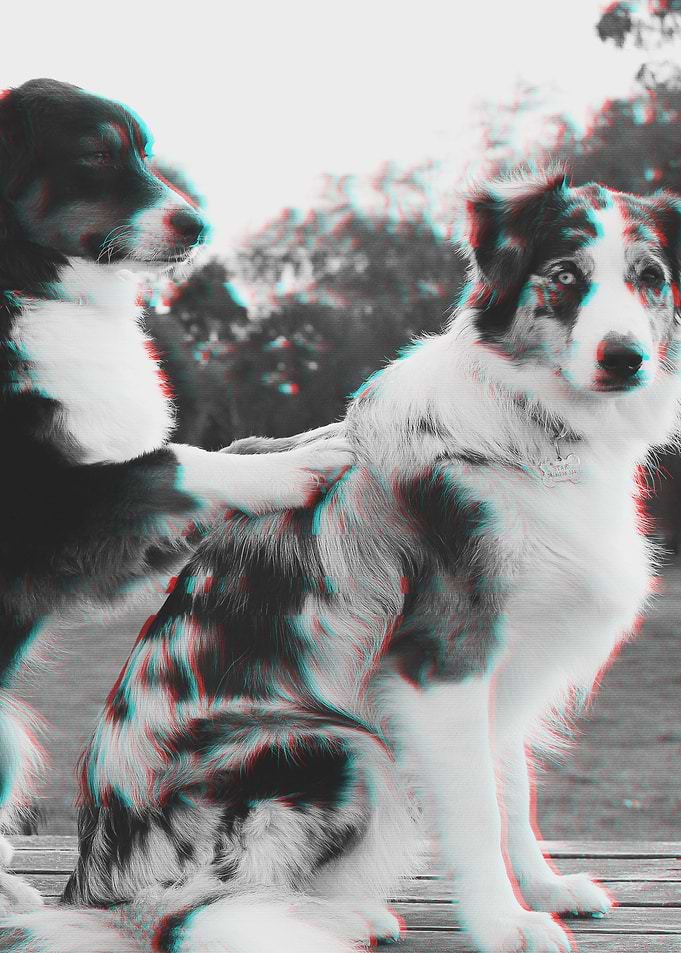 Dog Glitch