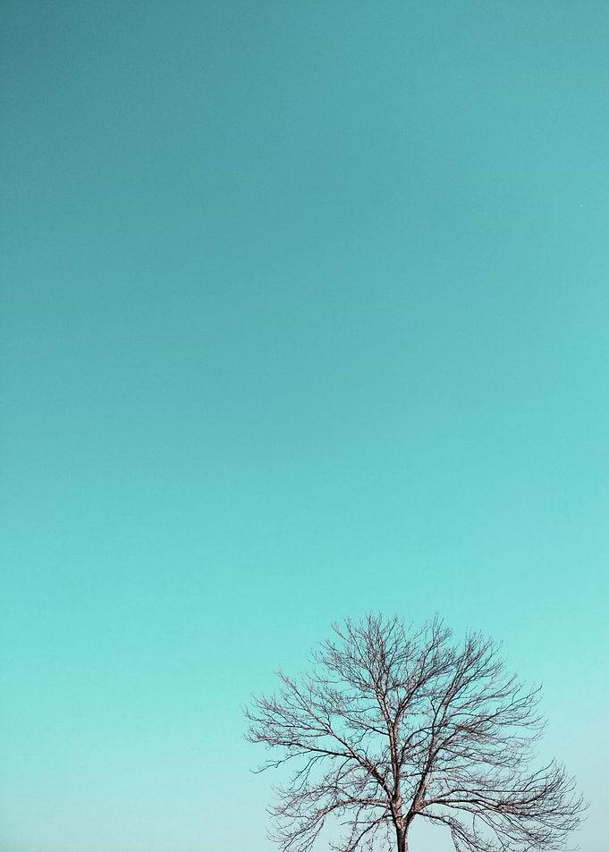 turquoise sky + tree