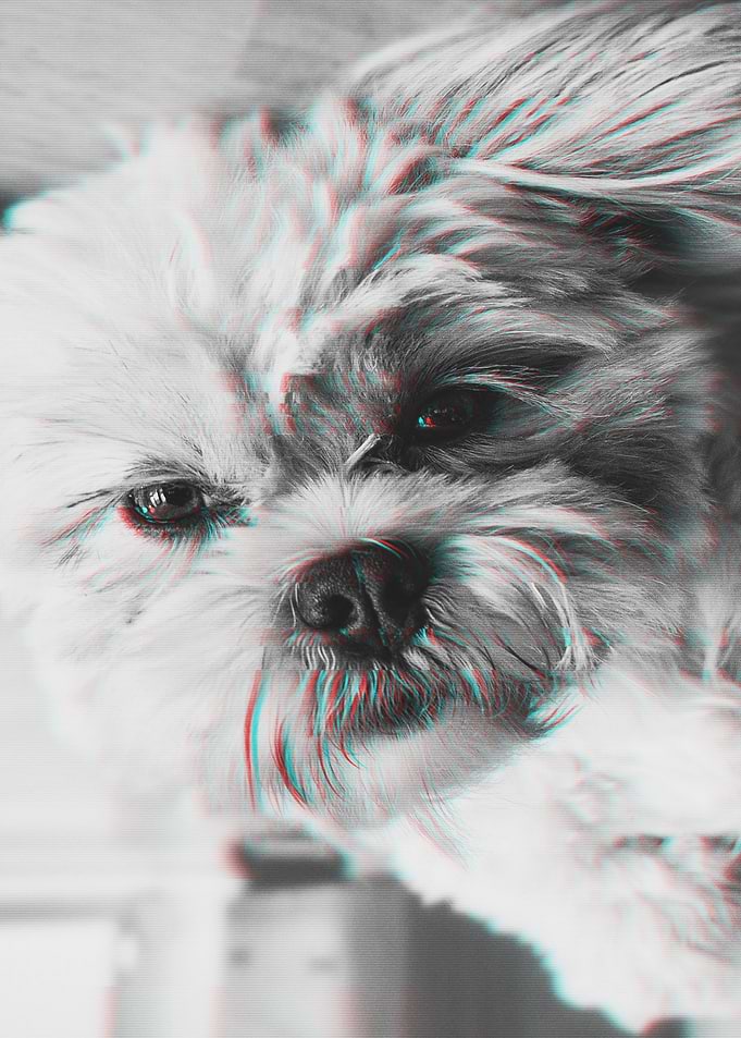 Dog Glitch