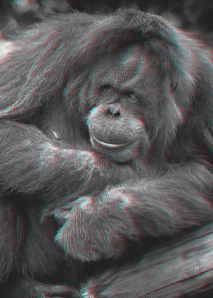 Orang Utan Glitch