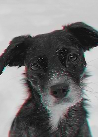 Dog Glitch