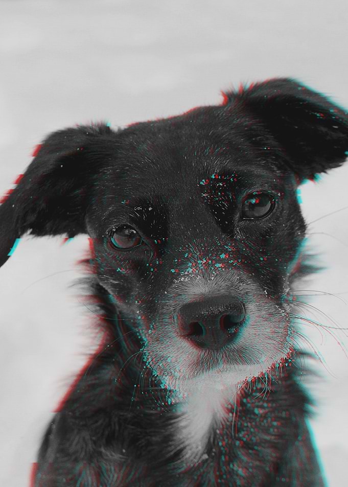 Dog Glitch