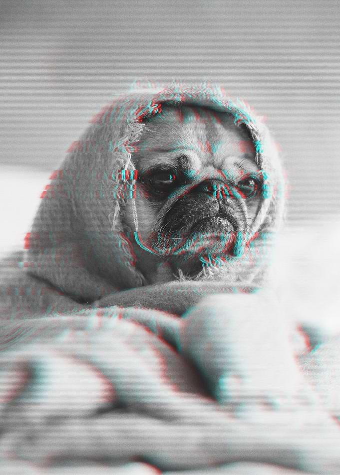 Dog Glitch