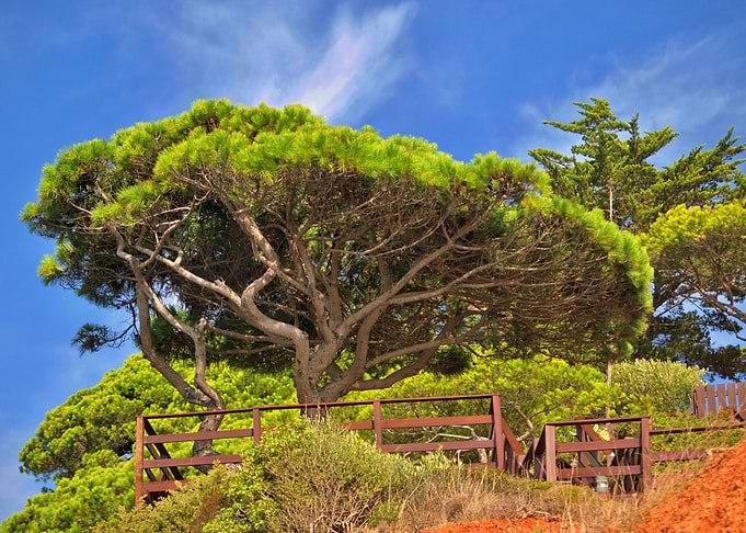 Colorful pine tree