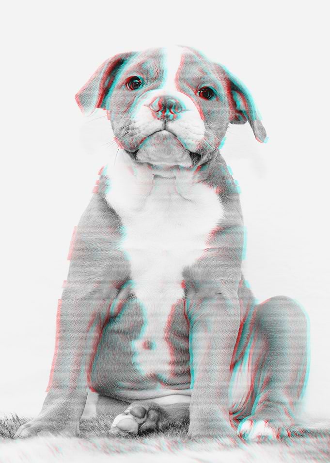Buldog Glitch