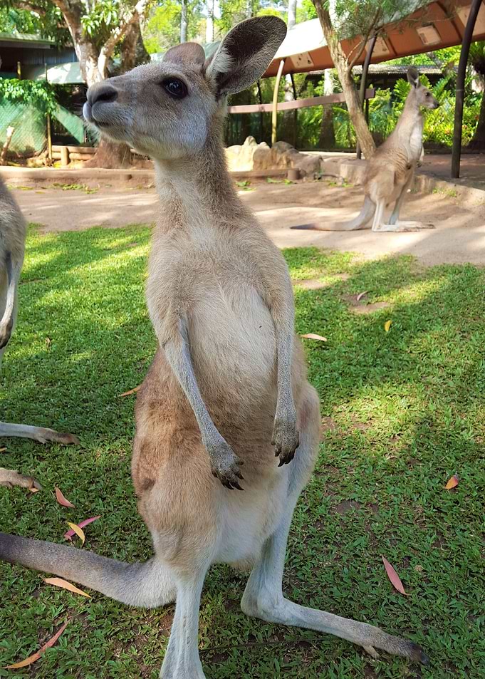 Kangaroo Australia