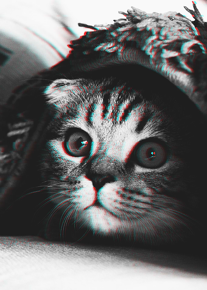Cat Hide Glitch