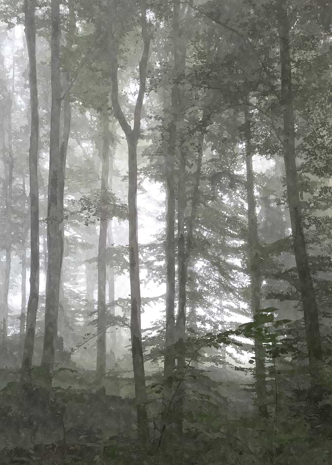 Forest Illustration