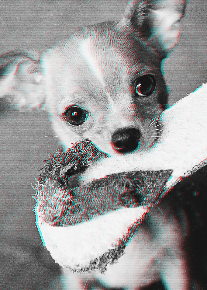 Cihuahua Glitch