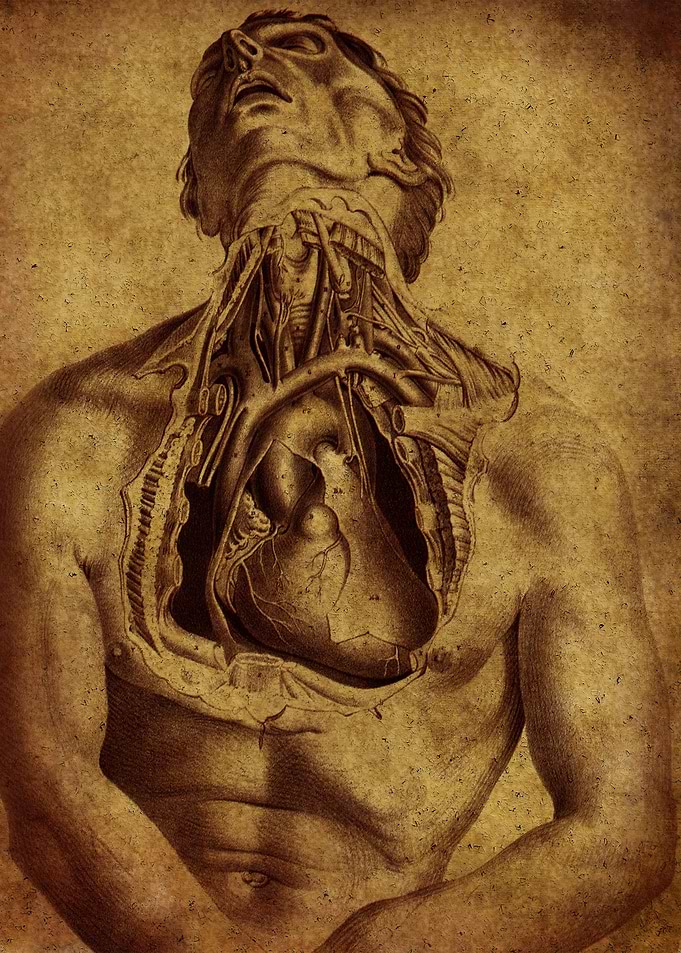 Anatomic96