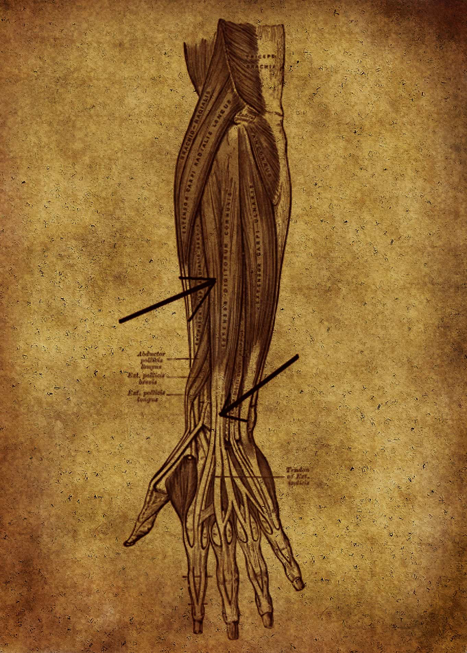 Anatomic93