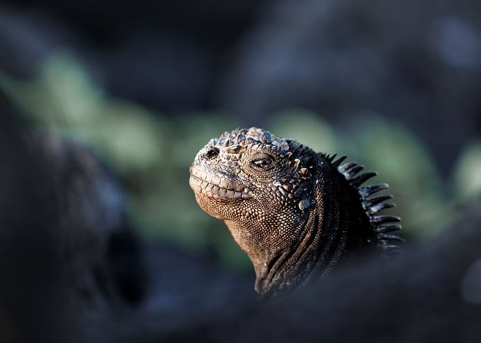 Marine Iguana