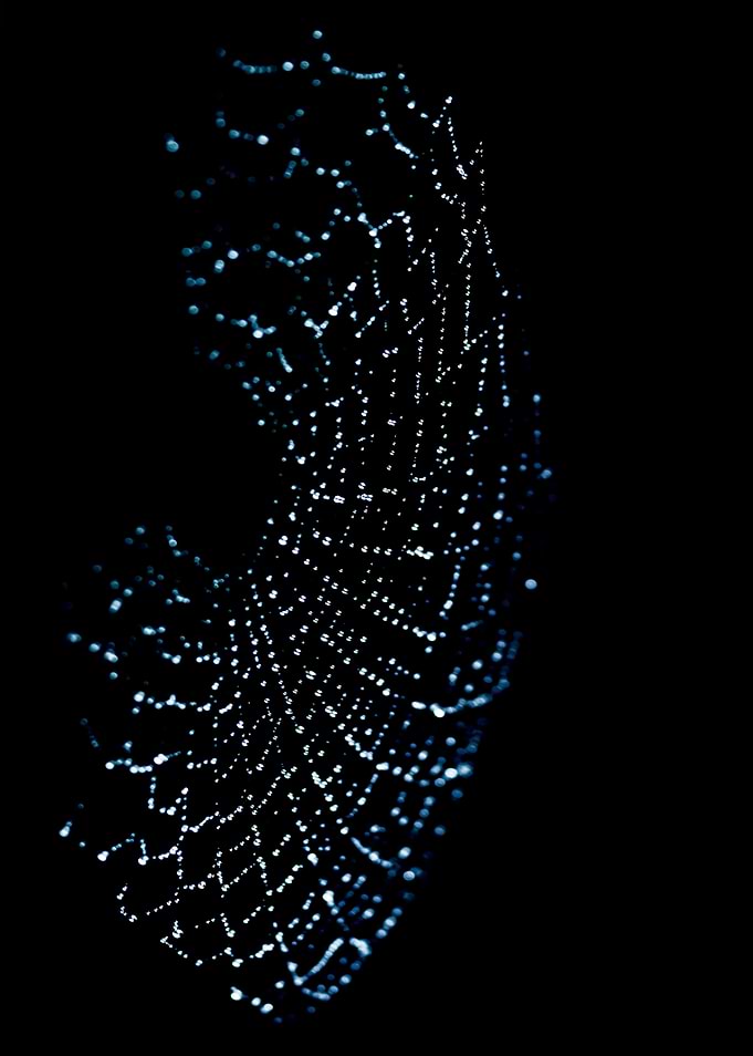 Cobweb
