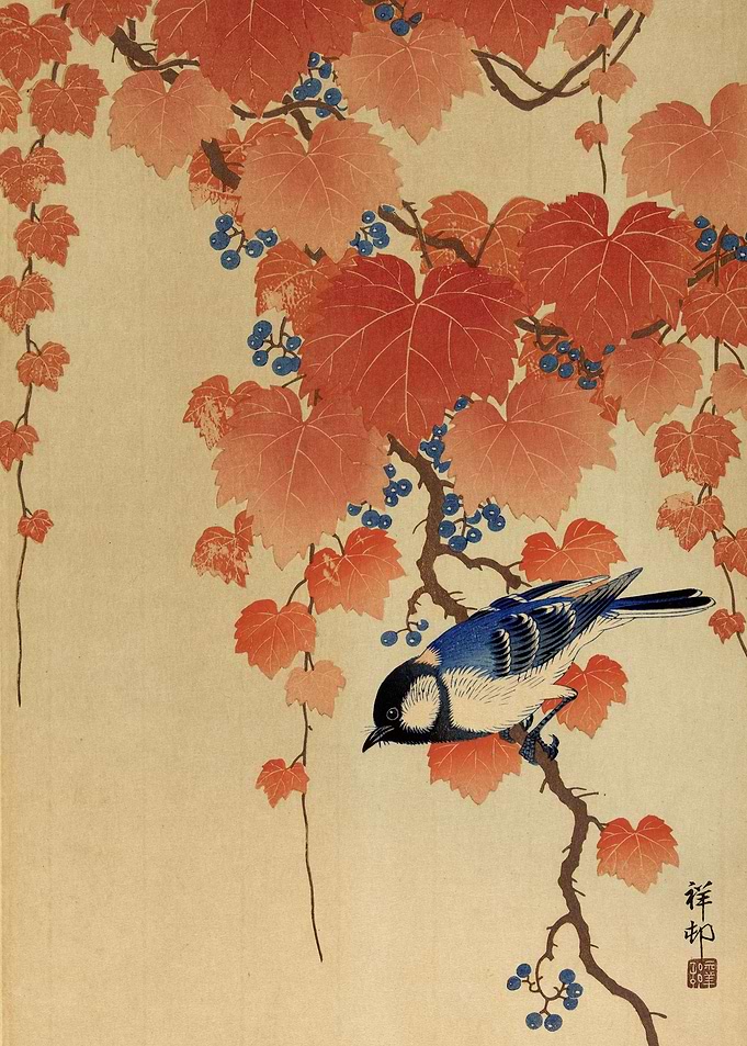 Titmouse in a paulownia
