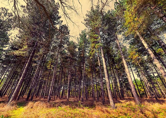 Tall Trees