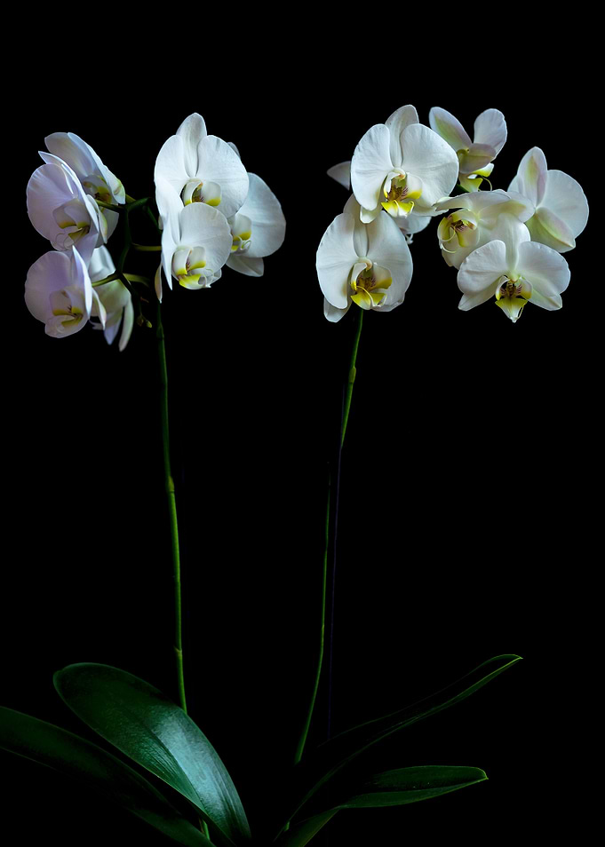 Orchid
