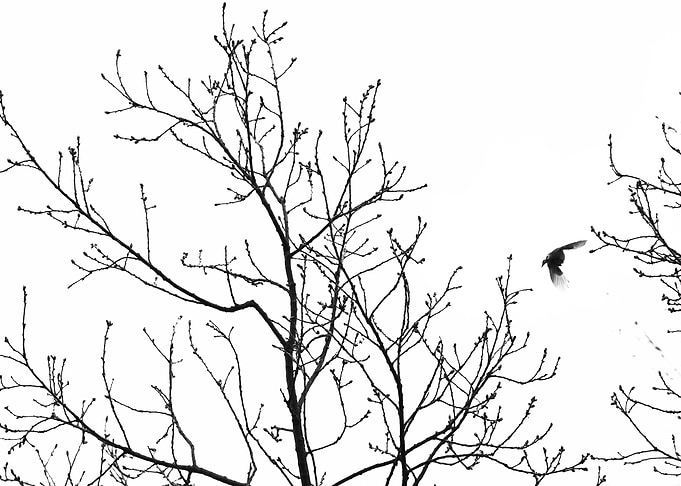 Bird in the sky 2