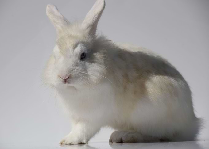Magic Rabbit