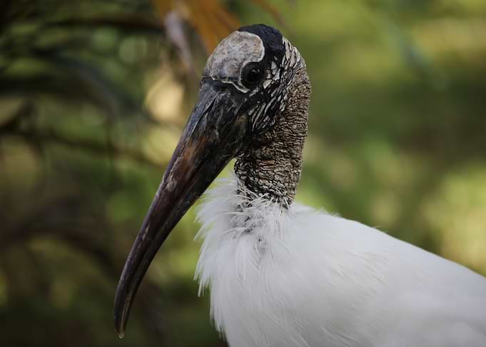 The Wood Stork