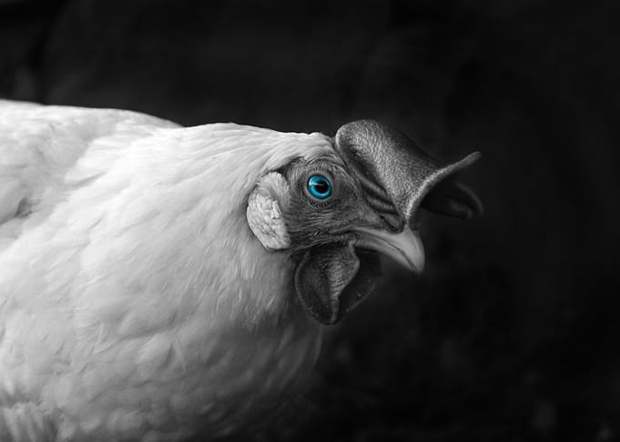 Chicken lover Blue Eyes