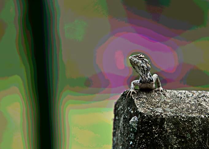 Chameleon
